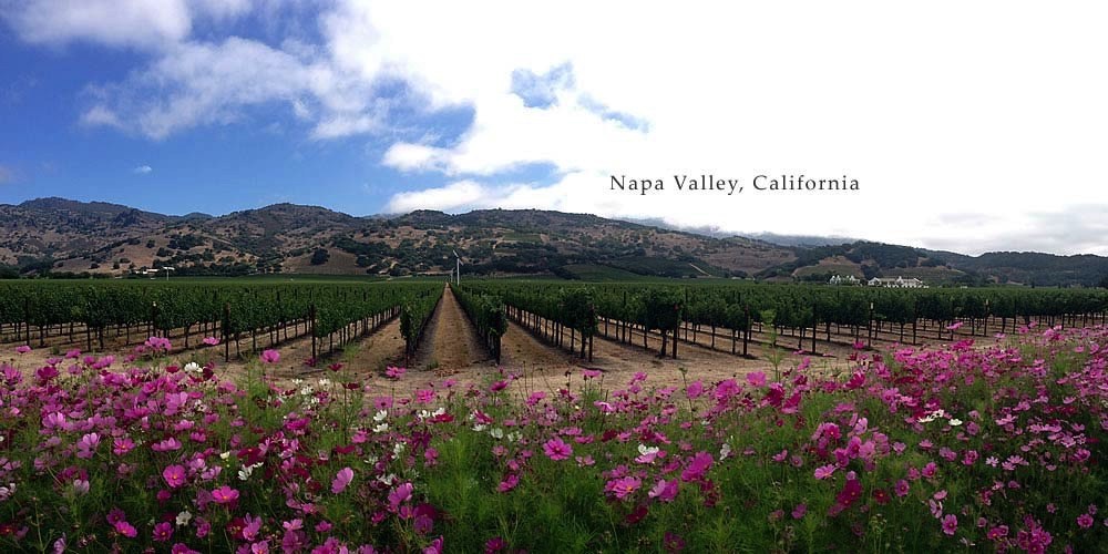 Napa Valley in California