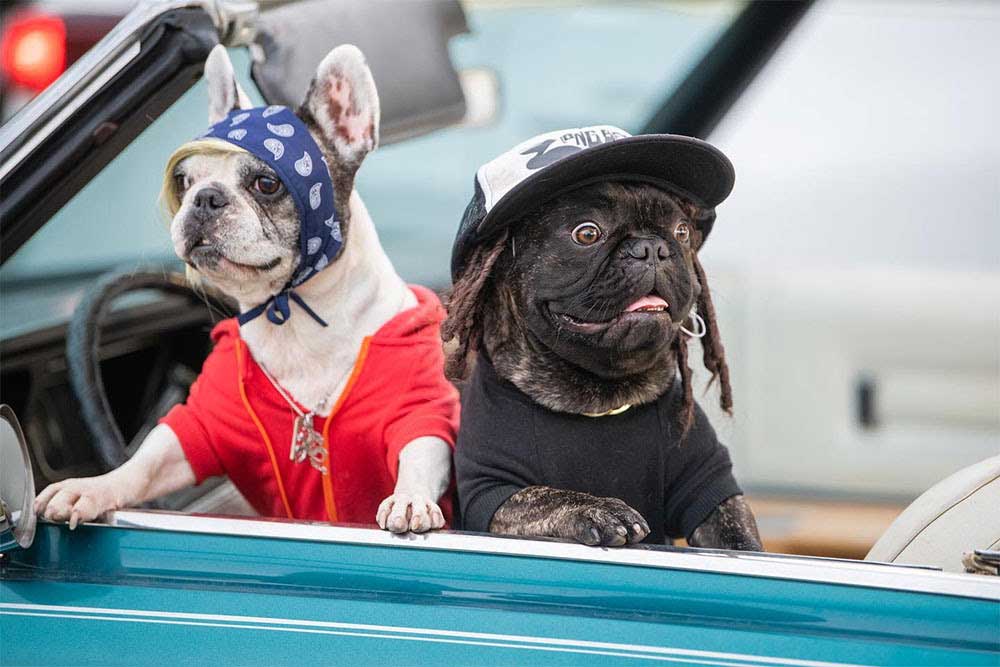 Cute dogs with hats, riding in a car